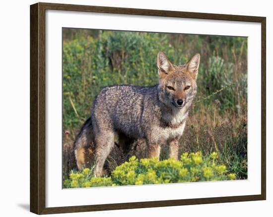 Argentine Grey Fox, Torres del Paine National Park, Chile-Art Wolfe-Framed Photographic Print