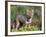 Argentine Grey Fox, Torres del Paine National Park, Chile-Art Wolfe-Framed Photographic Print