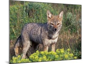 Argentine Grey Fox, Torres del Paine National Park, Chile-Art Wolfe-Mounted Photographic Print