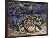 Argentine Horned Frog (Ceratophrys Ornata), Leptodactylidae-null-Framed Premium Giclee Print