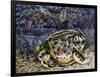 Argentine Horned Frog (Ceratophrys Ornata), Leptodactylidae-null-Framed Premium Giclee Print