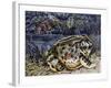 Argentine Horned Frog (Ceratophrys Ornata), Leptodactylidae-null-Framed Giclee Print