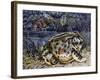 Argentine Horned Frog (Ceratophrys Ornata), Leptodactylidae-null-Framed Giclee Print