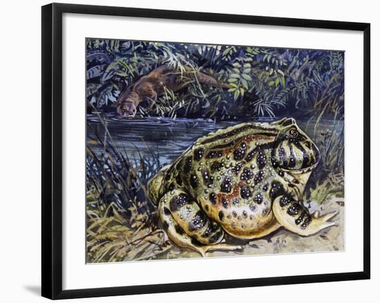 Argentine Horned Frog (Ceratophrys Ornata), Leptodactylidae-null-Framed Giclee Print