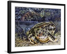 Argentine Horned Frog (Ceratophrys Ornata), Leptodactylidae-null-Framed Giclee Print