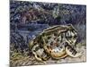Argentine Horned Frog (Ceratophrys Ornata), Leptodactylidae-null-Mounted Giclee Print