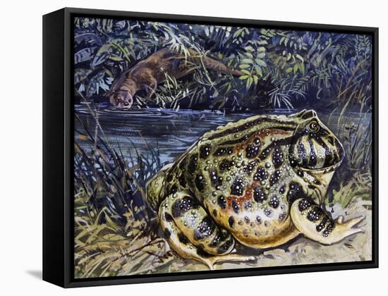 Argentine Horned Frog (Ceratophrys Ornata), Leptodactylidae-null-Framed Stretched Canvas