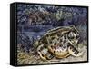 Argentine Horned Frog (Ceratophrys Ornata), Leptodactylidae-null-Framed Stretched Canvas