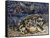 Argentine Horned Frog (Ceratophrys Ornata), Leptodactylidae-null-Framed Stretched Canvas