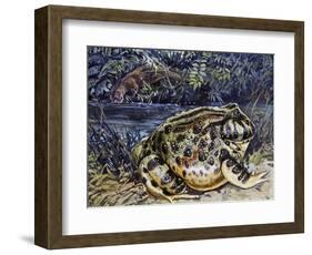 Argentine Horned Frog (Ceratophrys Ornata), Leptodactylidae-null-Framed Giclee Print