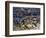 Argentine Horned Frog (Ceratophrys Ornata), Leptodactylidae-null-Framed Giclee Print