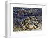 Argentine Horned Frog (Ceratophrys Ornata), Leptodactylidae-null-Framed Giclee Print