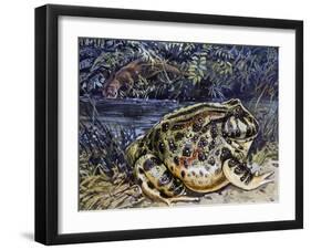 Argentine Horned Frog (Ceratophrys Ornata), Leptodactylidae-null-Framed Giclee Print