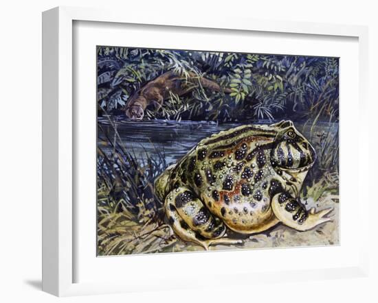 Argentine Horned Frog (Ceratophrys Ornata), Leptodactylidae-null-Framed Giclee Print