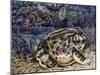 Argentine Horned Frog (Ceratophrys Ornata), Leptodactylidae-null-Mounted Giclee Print