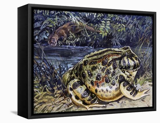 Argentine Horned Frog (Ceratophrys Ornata), Leptodactylidae-null-Framed Stretched Canvas