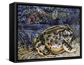 Argentine Horned Frog (Ceratophrys Ornata), Leptodactylidae-null-Framed Stretched Canvas