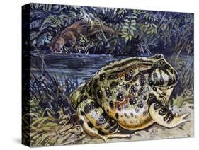 Argentine Horned Frog (Ceratophrys Ornata), Leptodactylidae-null-Stretched Canvas