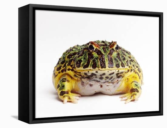 Argentine Horned Frog-Andy Teare-Framed Stretched Canvas