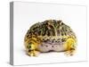 Argentine Horned Frog-Andy Teare-Stretched Canvas