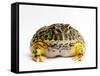 Argentine Horned Frog-Andy Teare-Framed Stretched Canvas