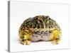 Argentine Horned Frog-Andy Teare-Stretched Canvas