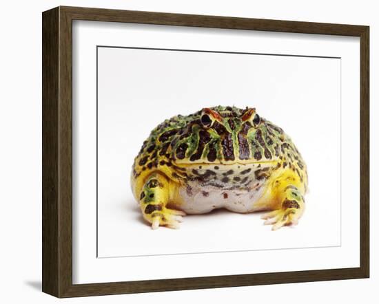 Argentine Horned Frog-Andy Teare-Framed Photographic Print