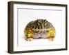 Argentine Horned Frog-Andy Teare-Framed Photographic Print