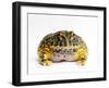 Argentine Horned Frog-Andy Teare-Framed Photographic Print