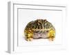 Argentine Horned Frog-Andy Teare-Framed Photographic Print