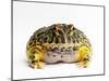 Argentine Horned Frog-Andy Teare-Mounted Photographic Print