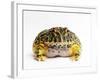 Argentine Horned Frog-Andy Teare-Framed Photographic Print