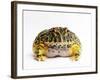 Argentine Horned Frog-Andy Teare-Framed Photographic Print