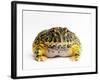 Argentine Horned Frog-Andy Teare-Framed Photographic Print