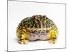 Argentine Horned Frog-Andy Teare-Mounted Photographic Print