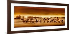 Argentine Horses-Bobbie Goodrich-Framed Giclee Print