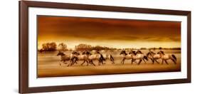 Argentine Horses-Bobbie Goodrich-Framed Giclee Print