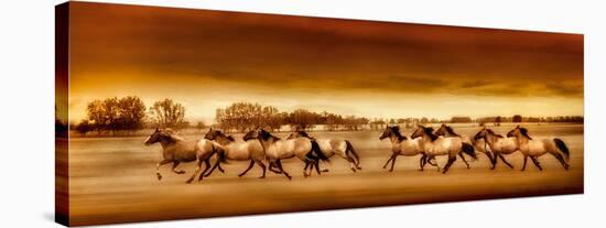 Argentine Horses-Bobbie Goodrich-Stretched Canvas