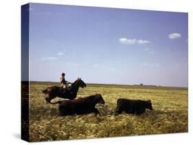 Argentinian Cowboy, known as a Gaucho, Herding Cattle on the Pampas-null-Stretched Canvas
