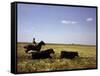 Argentinian Cowboy, known as a Gaucho, Herding Cattle on the Pampas-null-Framed Stretched Canvas