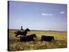 Argentinian Cowboy, known as a Gaucho, Herding Cattle on the Pampas-null-Stretched Canvas