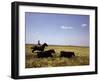 Argentinian Cowboy, known as a Gaucho, Herding Cattle on the Pampas-null-Framed Photographic Print