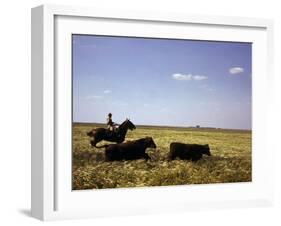 Argentinian Cowboy, known as a Gaucho, Herding Cattle on the Pampas-null-Framed Photographic Print