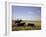 Argentinian Cowboy, known as a Gaucho, Herding Cattle on the Pampas-null-Framed Photographic Print