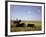 Argentinian Cowboy, known as a Gaucho, Herding Cattle on the Pampas-null-Framed Photographic Print