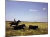 Argentinian Cowboy, known as a Gaucho, Herding Cattle on the Pampas-null-Mounted Photographic Print