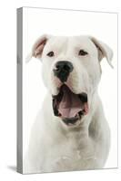 Argentinian Mastiff with Mouth Open-null-Stretched Canvas