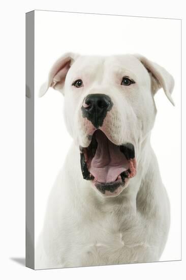 Argentinian Mastiff with Mouth Open-null-Stretched Canvas