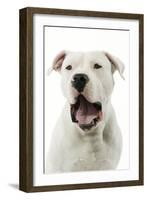 Argentinian Mastiff with Mouth Open-null-Framed Photographic Print