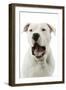 Argentinian Mastiff with Mouth Open-null-Framed Photographic Print